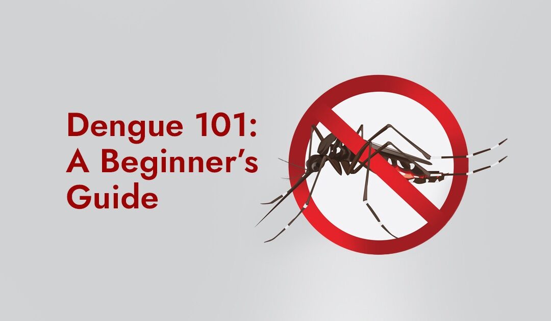  Dengue 101: A Beginner’s Guide