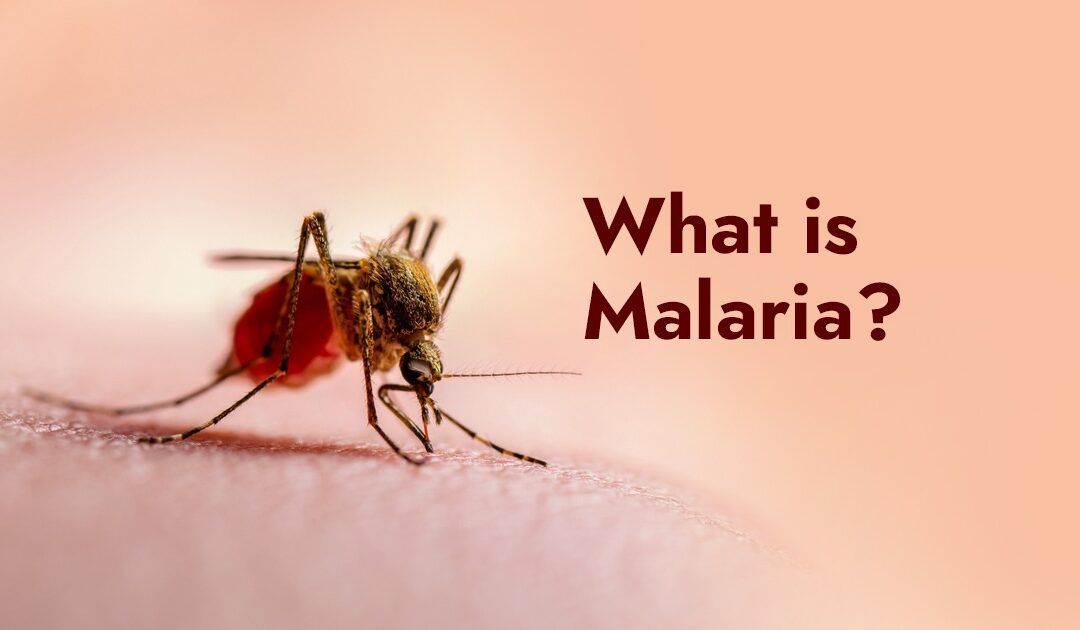 What is Malaria?